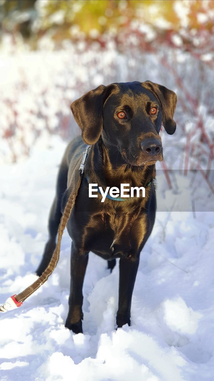 PORTRAIT OF DOG ON SNOWY FIELD