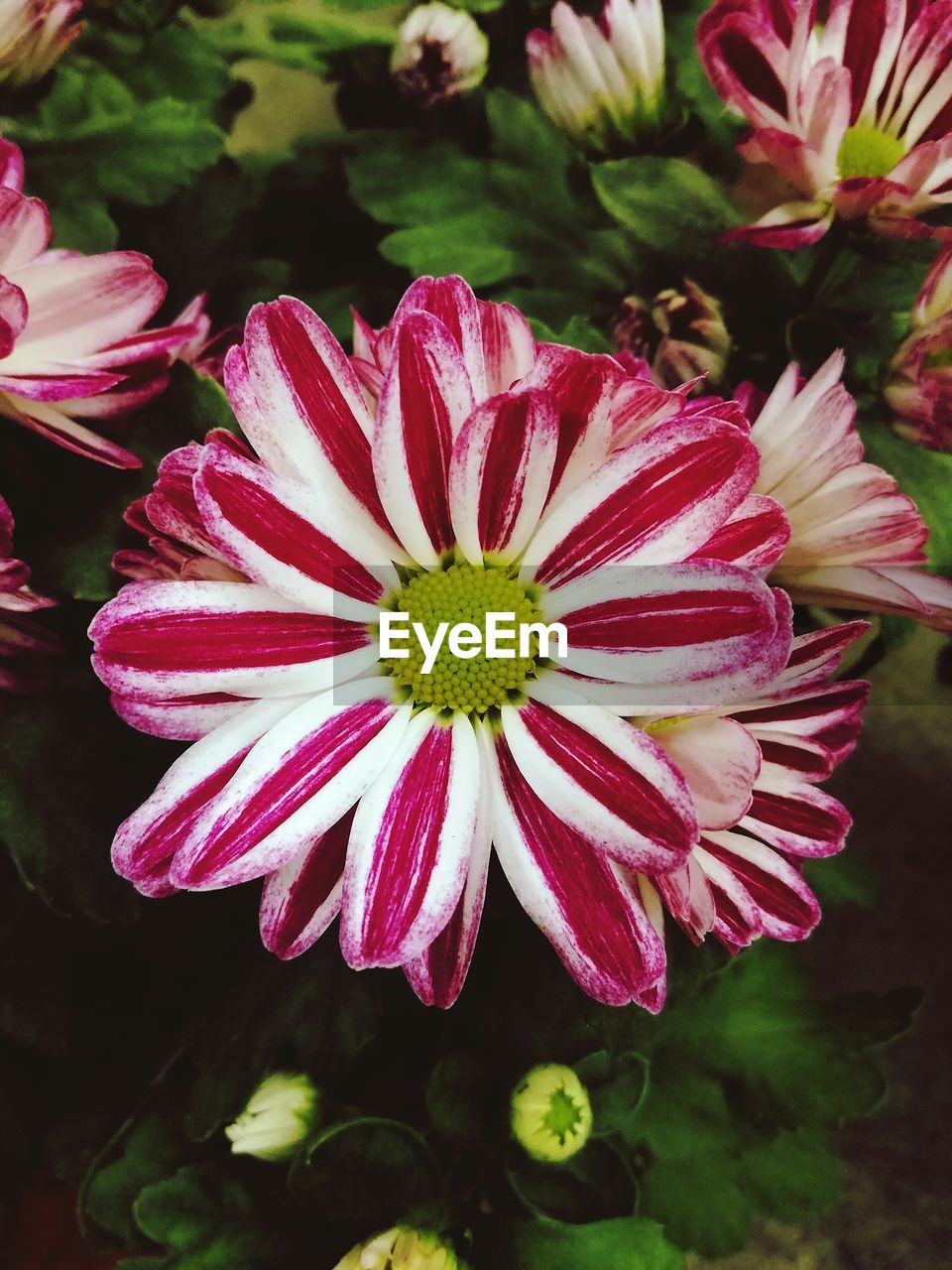 CLOSE-UP OF PINK AND RED FLOWERING PLANT