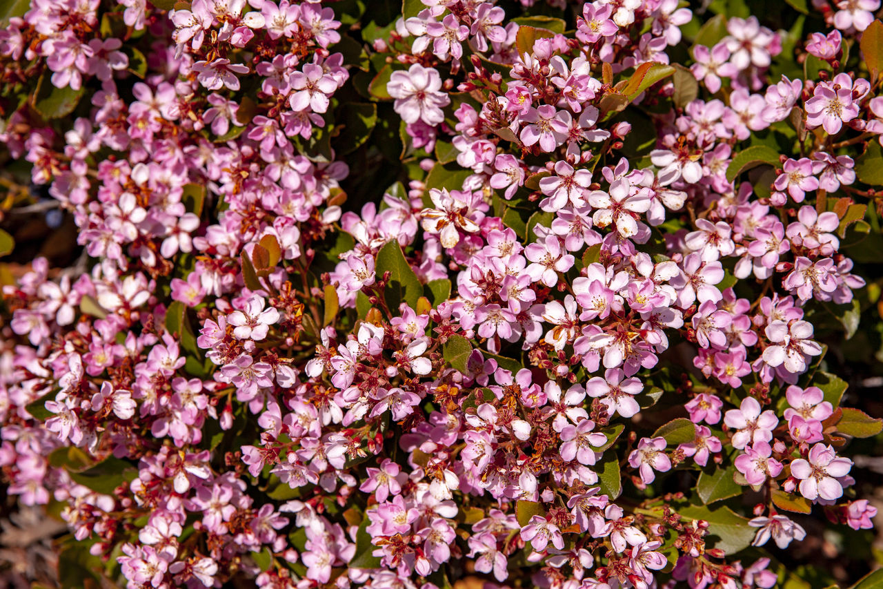 flowering plant, flower, plant, freshness, fragility, beauty in nature, growth, blossom, pink, nature, petal, day, no people, close-up, flower head, springtime, inflorescence, shrub, full frame, abundance, botany, outdoors, lilac, spring, backgrounds, branch, high angle view, tree