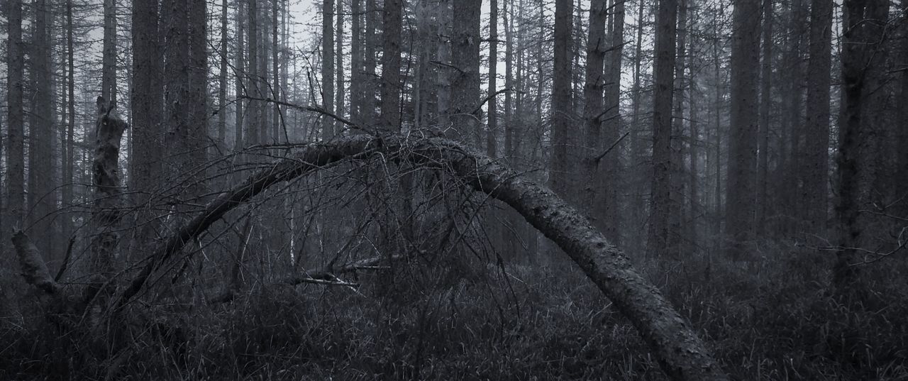 FULL FRAME SHOT OF TREES IN FOREST AGAINST SKY