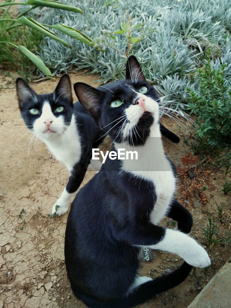 High angle view of cats sitting outdoors