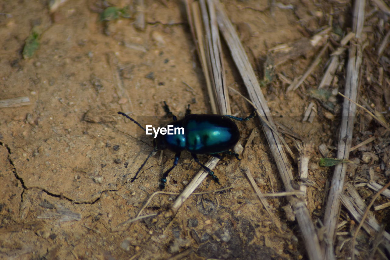 HIGH ANGLE VIEW OF INSECT ON LAND