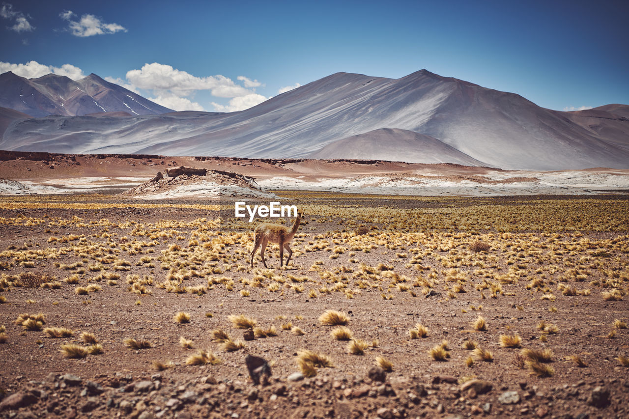 VIEW OF A HORSE ON SAND