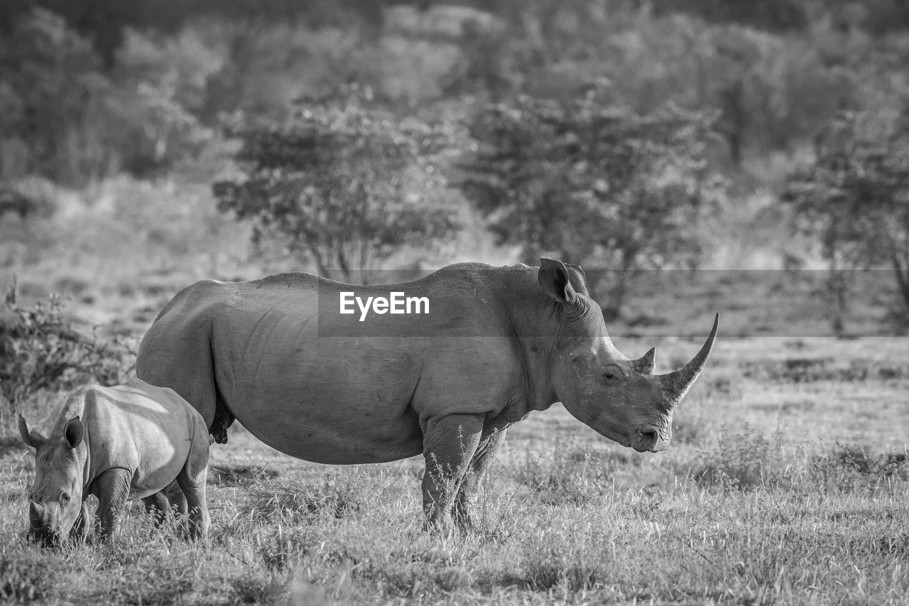 SIDE VIEW OF HORSE IN FIELD