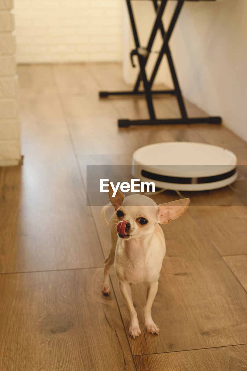 Smart robot vacuum cleaner in the interior makes cleaning of the laminate floor