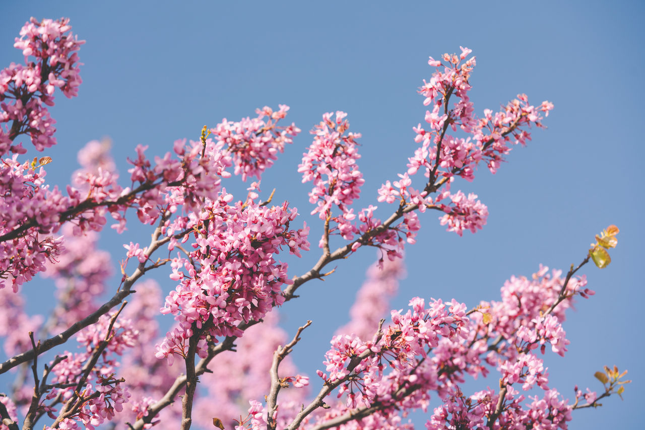 Pink flowers in bloom against blue sky