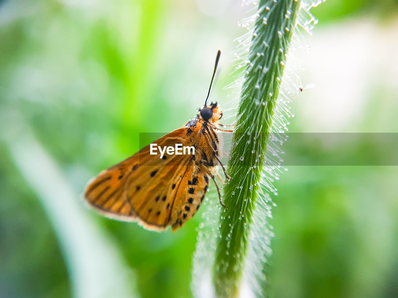 Butterfly on leaf