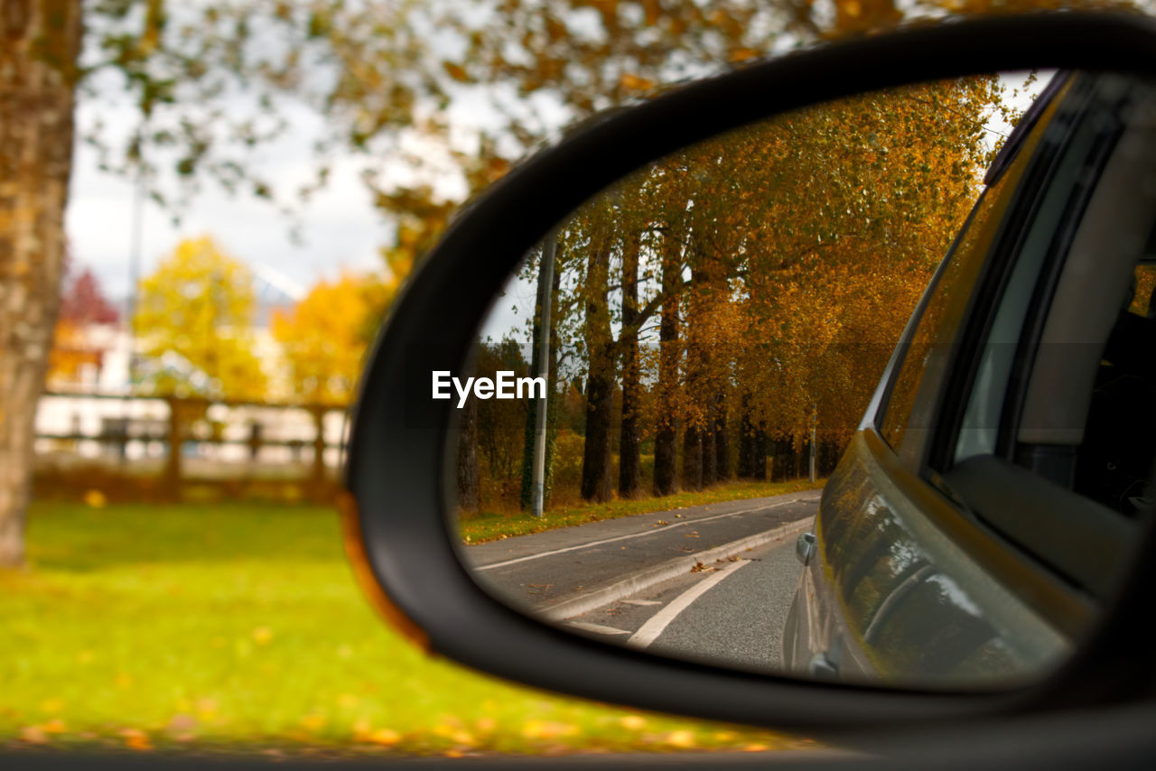 Reflection of trees on side-view mirror
