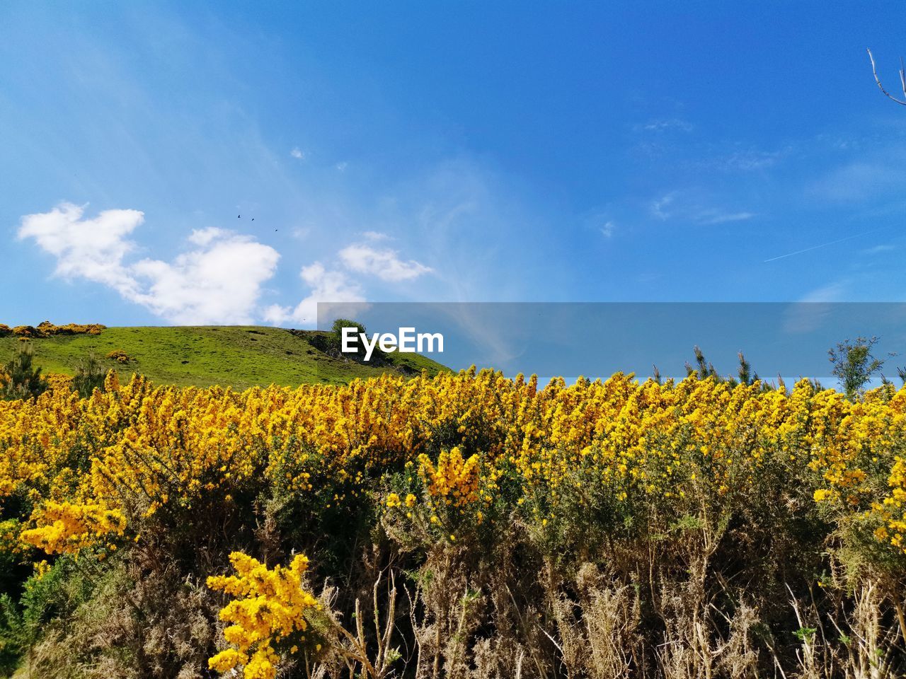 SCENIC VIEW OF OILSEED RAPE FIELD