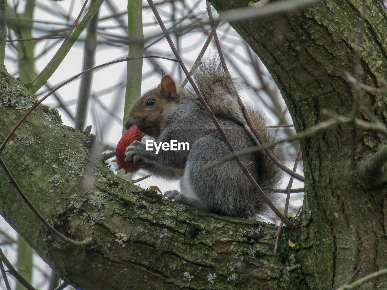 Squirrel on tree trunk