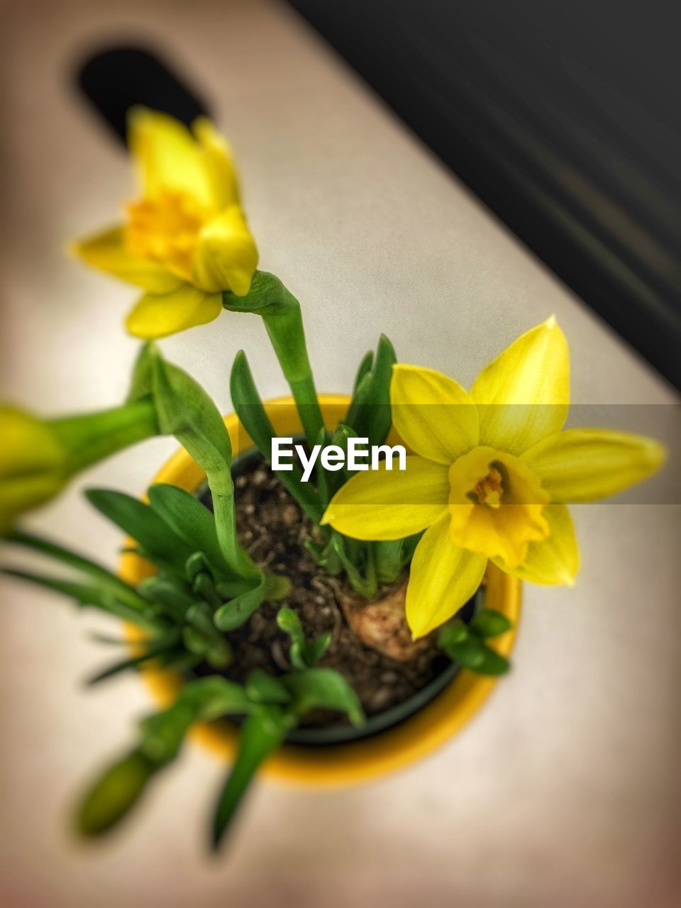 CLOSE-UP OF YELLOW FLOWERS IN CONTAINER