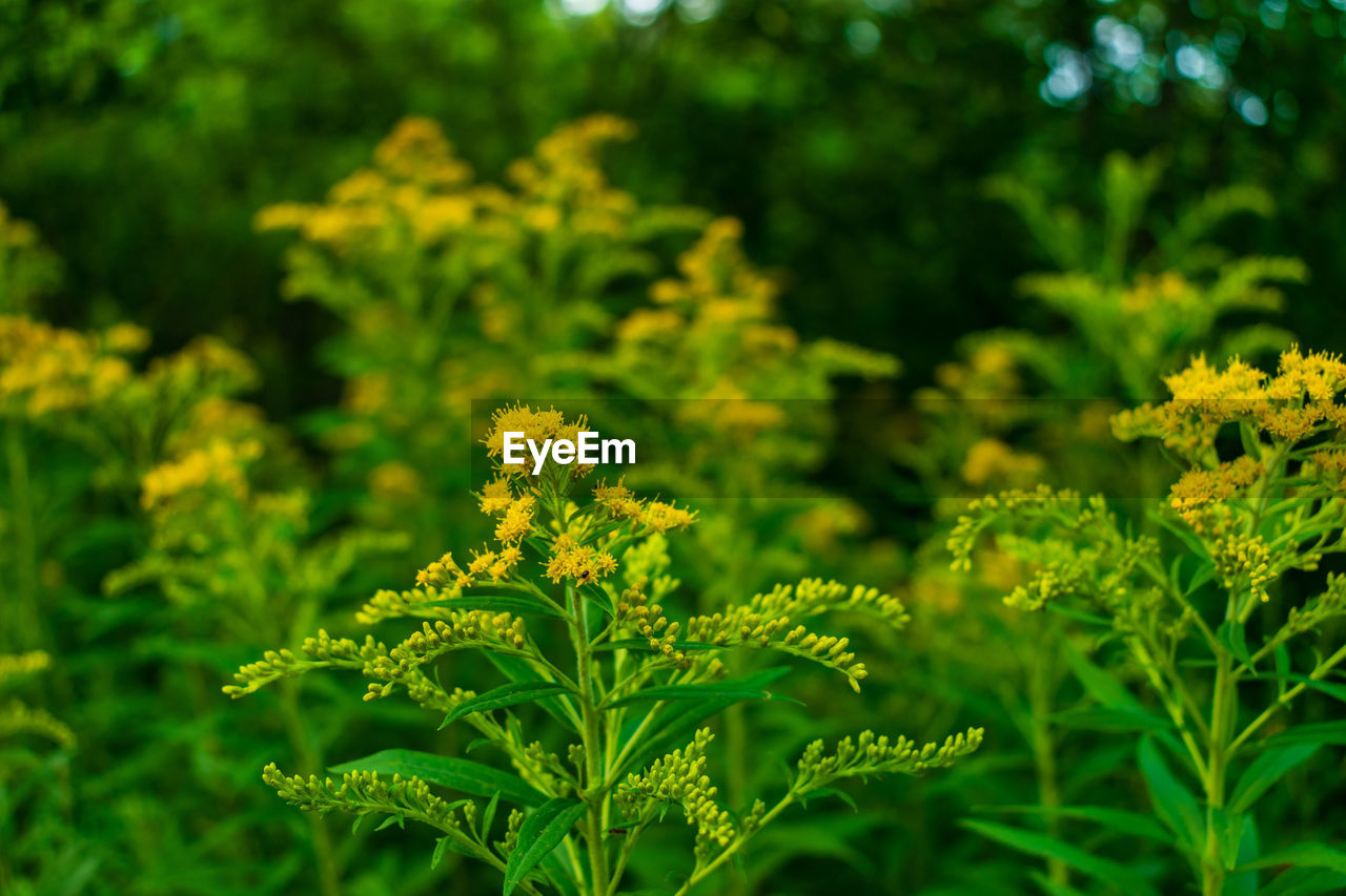 Close-up of yellow flowering plant