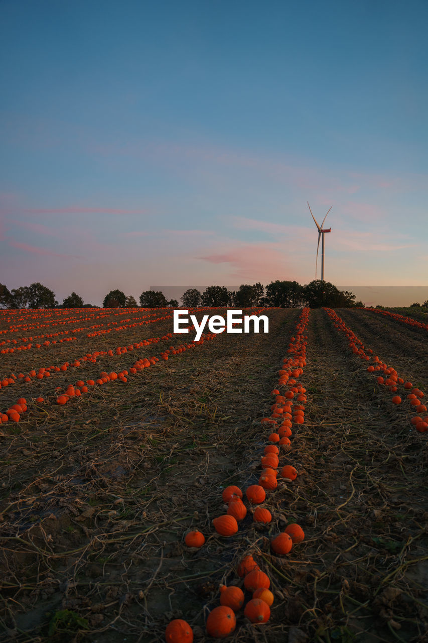 Pumpkin field and wind turbine at blue hour