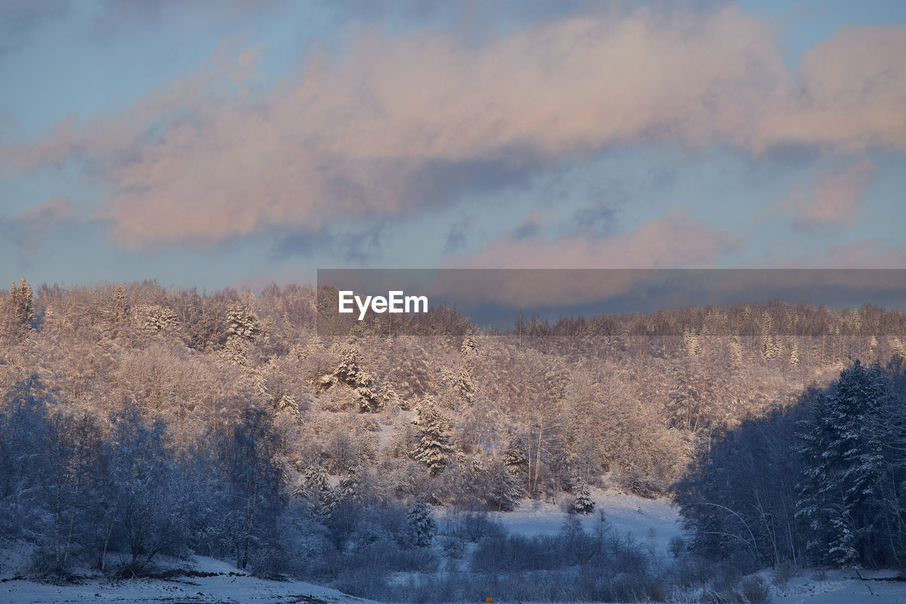 A forest coverd with snow, with blue sky and clouds, vlasina, serbia