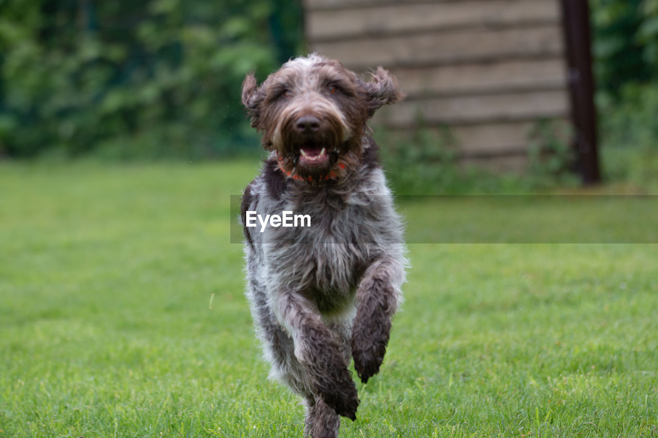 PORTRAIT OF DOG RUNNING ON GRASS