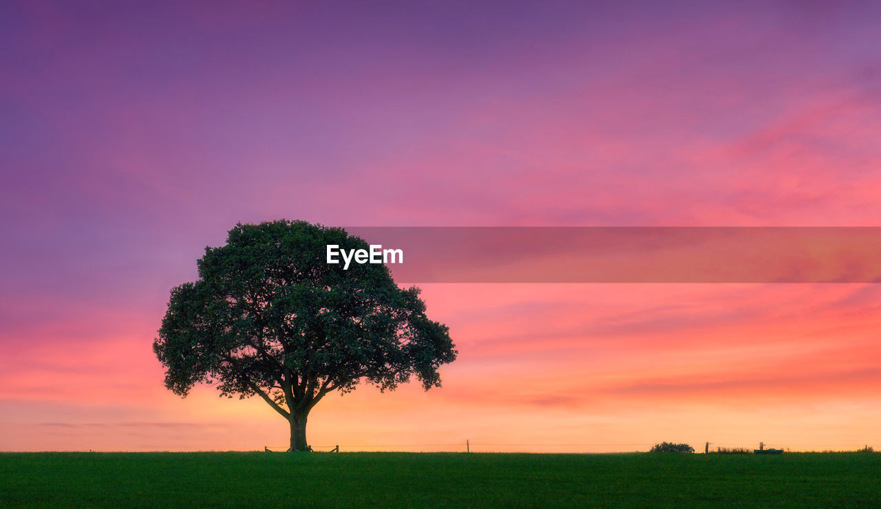 Tree on field against sky during sunset