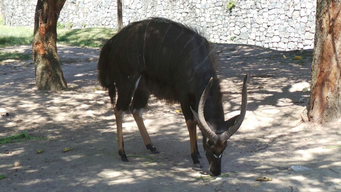 Deer grazing on field at zoo