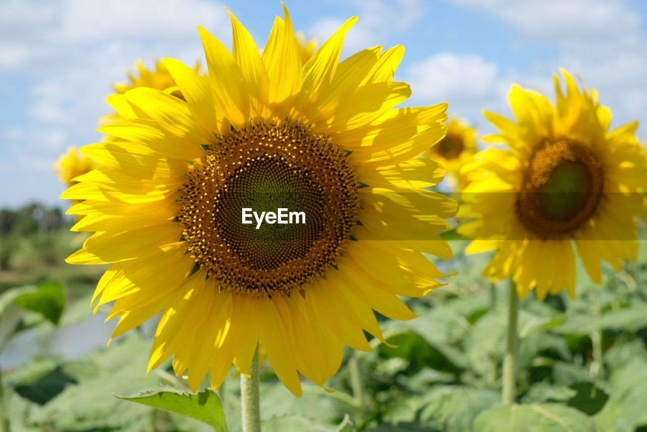 Close-up of sunflower on field