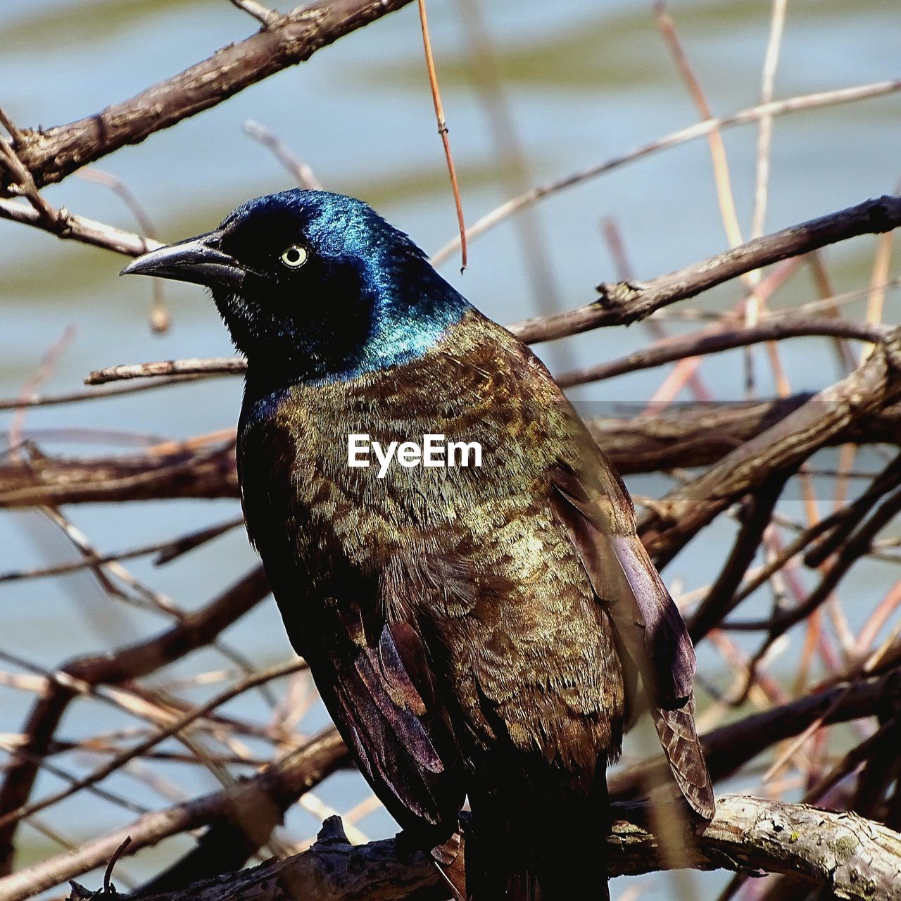 CLOSE-UP OF A BIRD PERCHING ON TREE