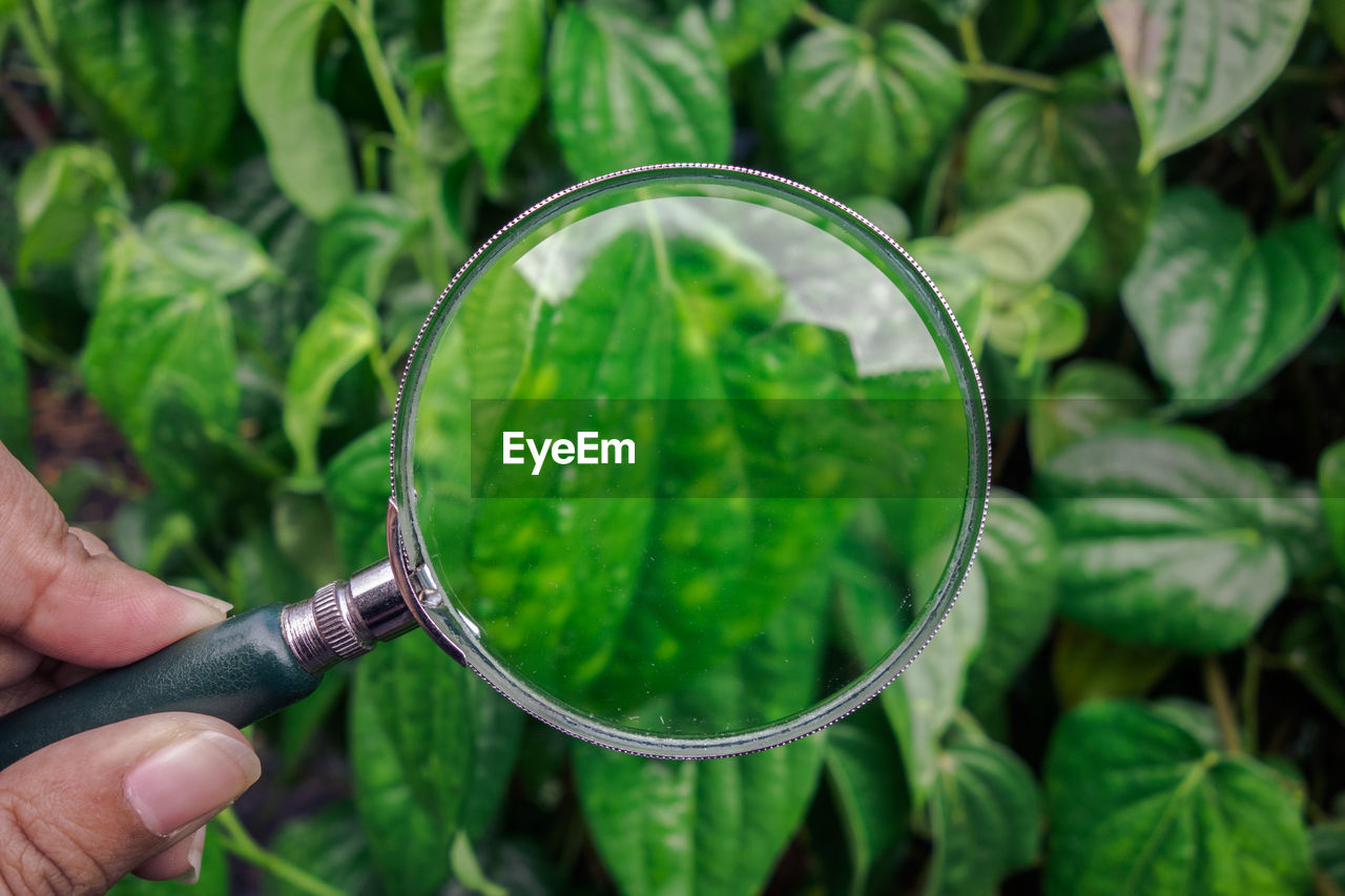 Cropped hand of person holding magnifying glass against plants