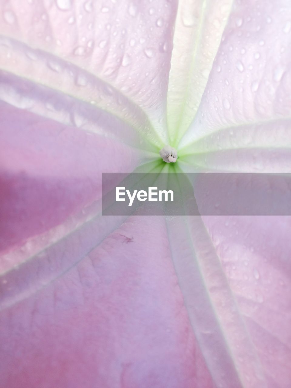 CLOSE-UP OF WET LEAF