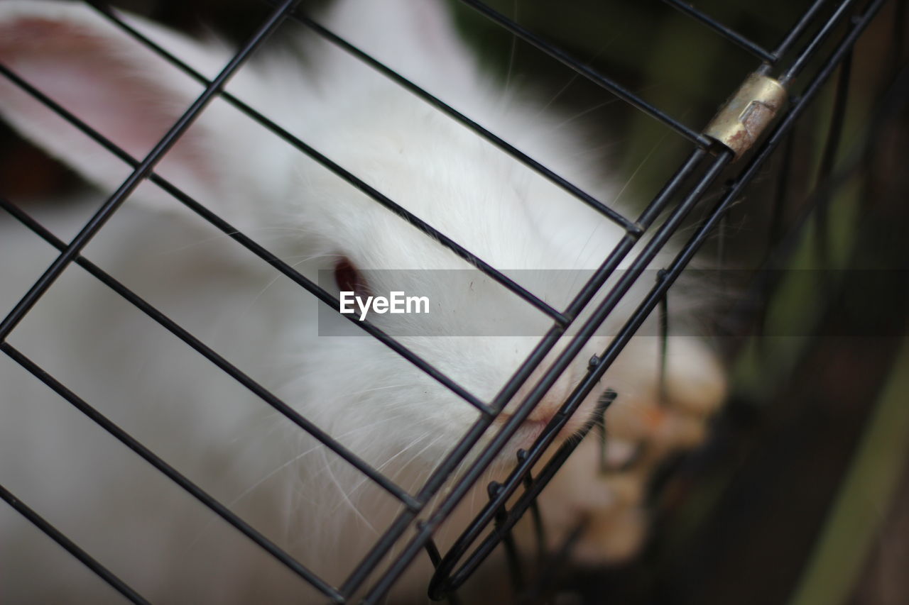 CLOSE-UP OF WHITE CAT IN CAGE AT ZOO