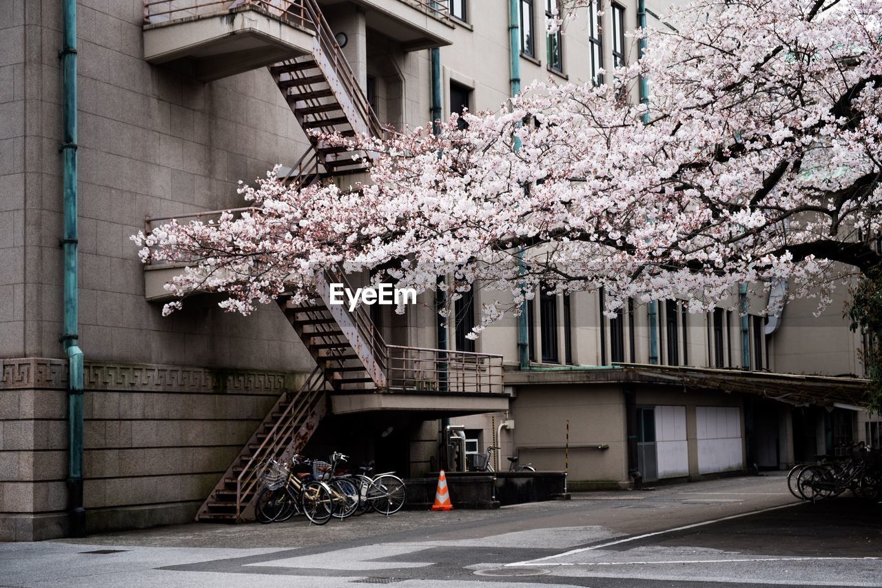 Cropped flower tree against built structure