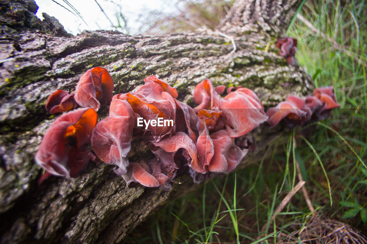 Close-up of poppy flowers growing on tree trunk