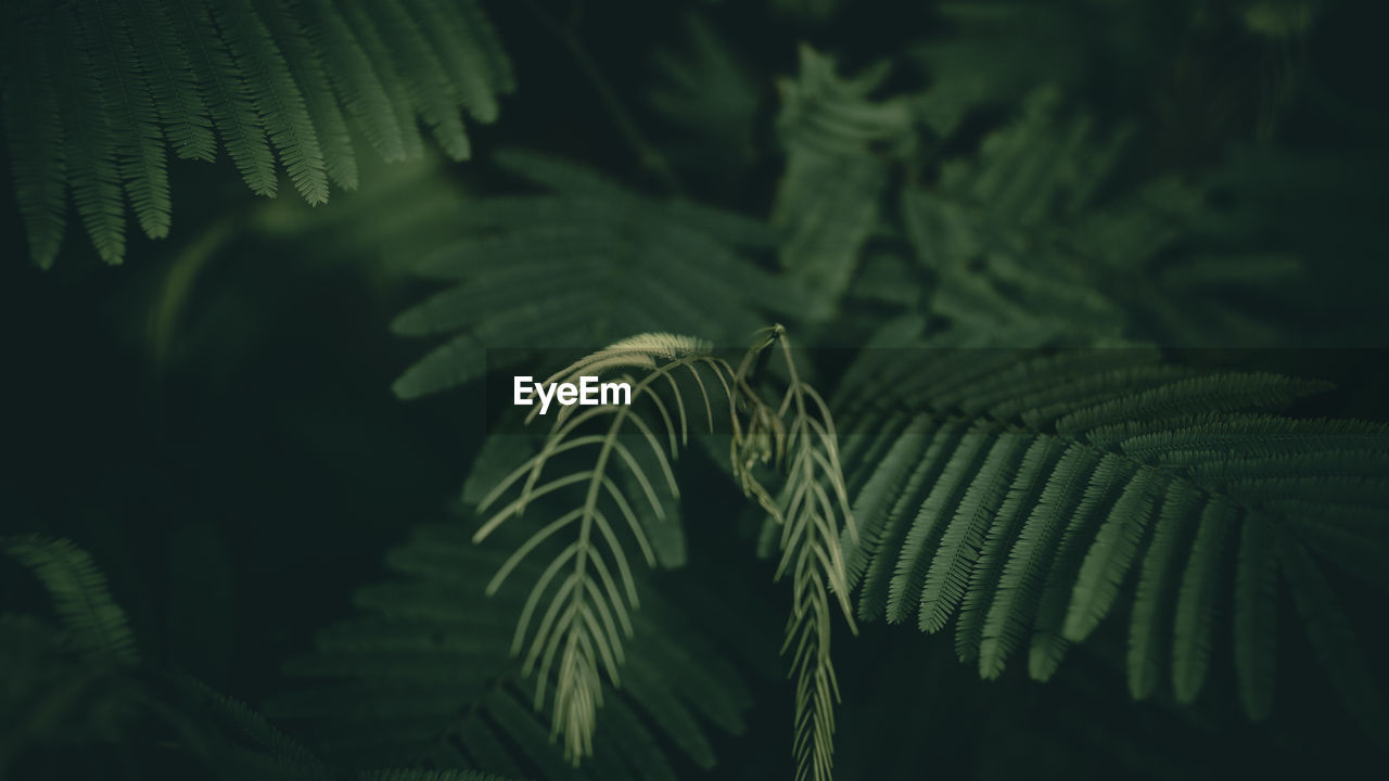 Close-up of fern leaves