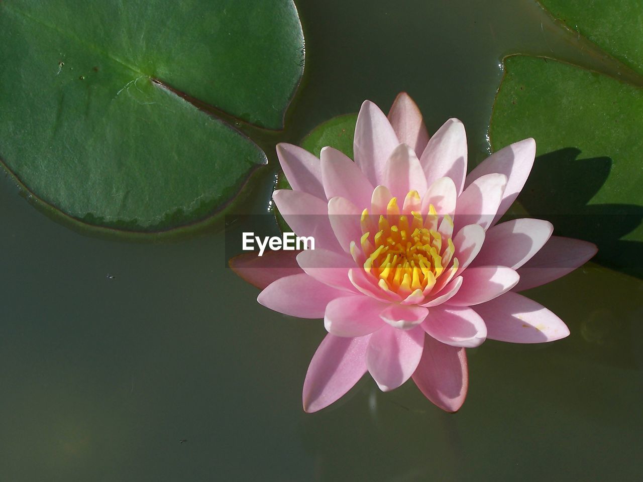 LOTUS WATER LILY IN LAKE