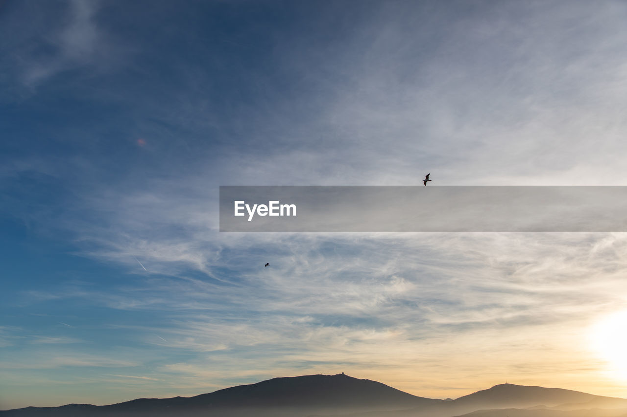 LOW ANGLE VIEW OF BIRD FLYING IN SKY