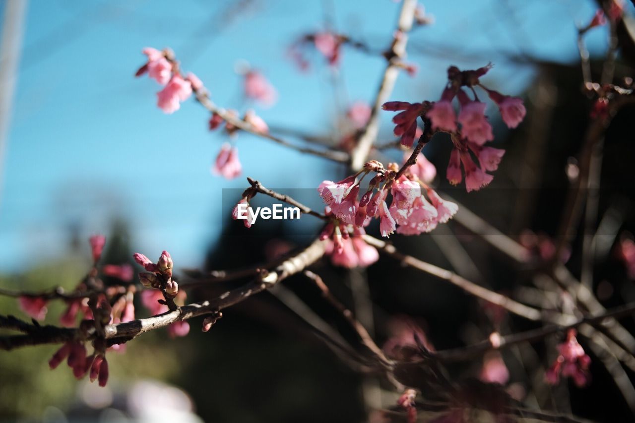 CLOSE-UP OF PINK FLOWERS ON BRANCH