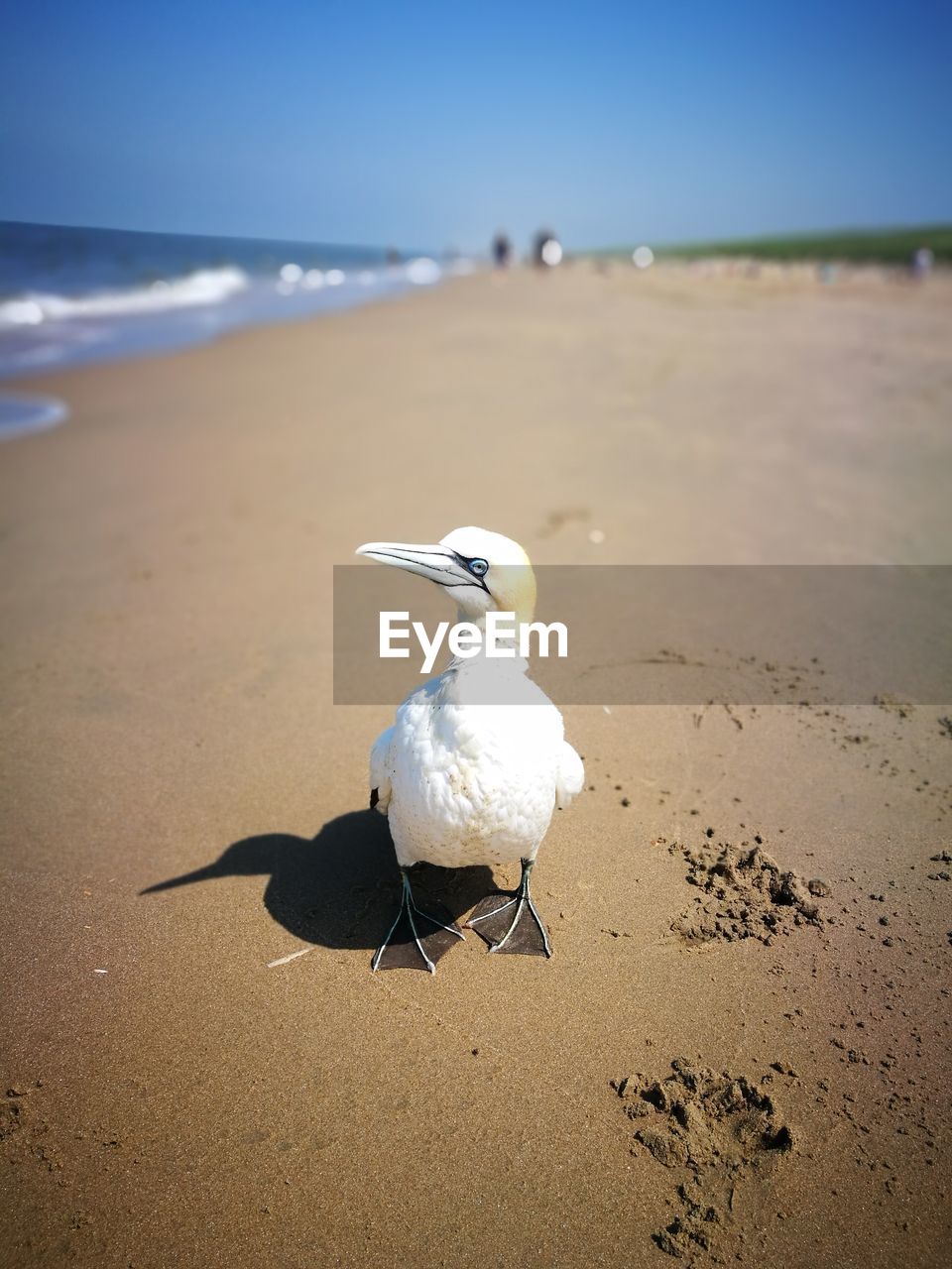 SEAGULLS ON BEACH