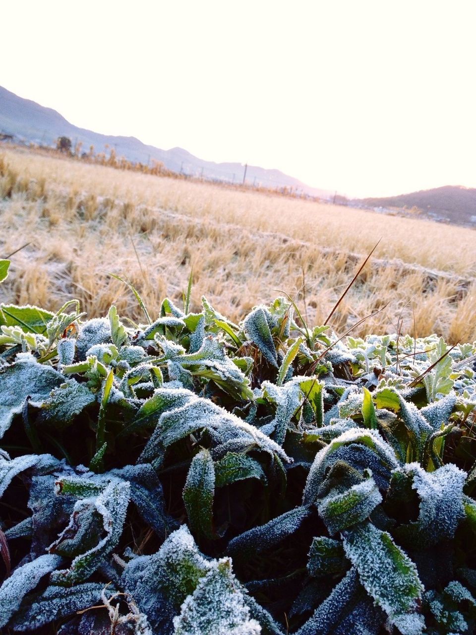 Close-up of snowed plants at field