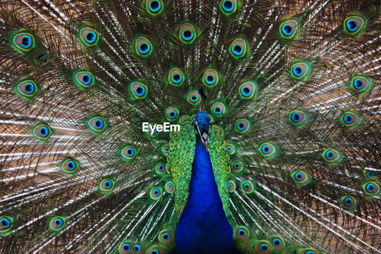 Close-up of peacock