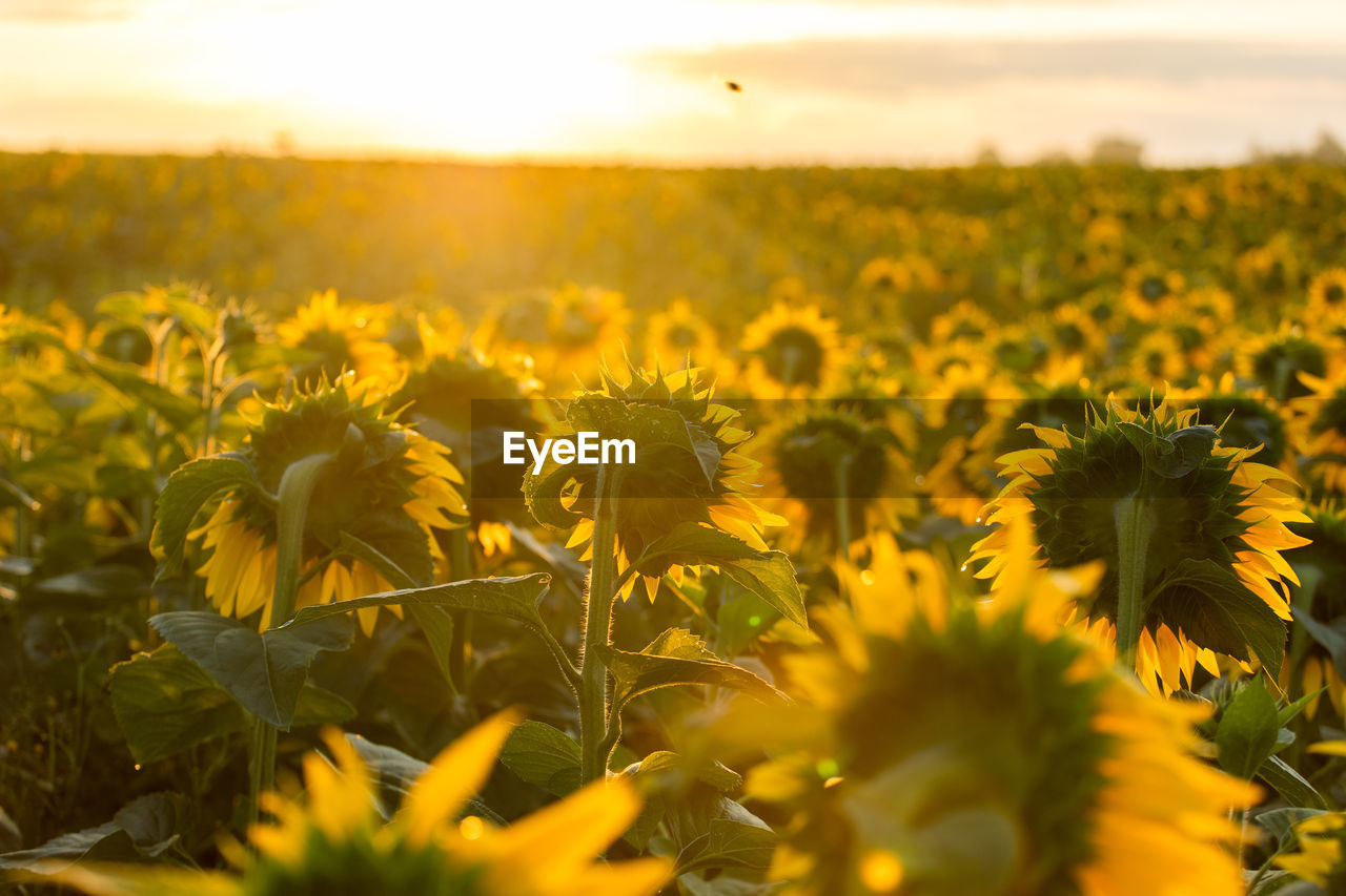 SCENIC VIEW OF SUNFLOWER FIELD DURING SUNSET