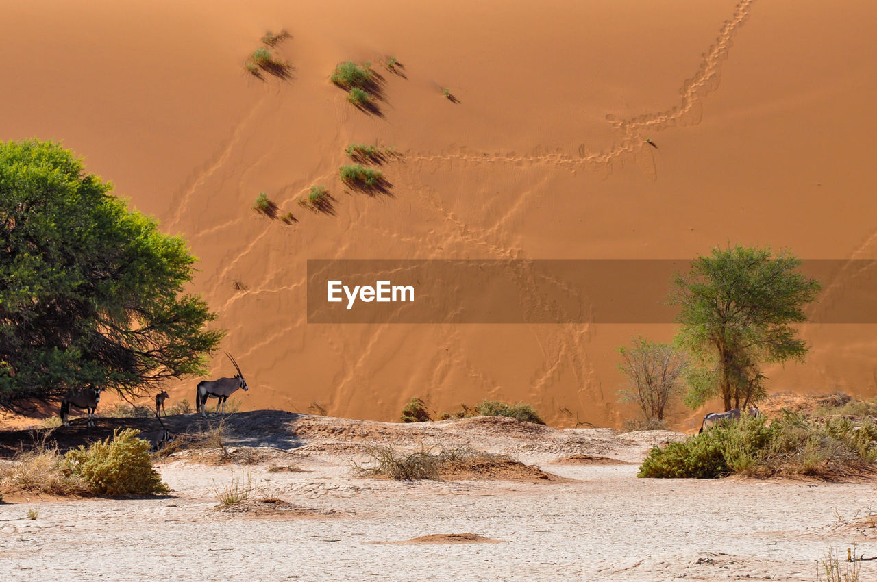 Mid distance view of oryx standing at namib desert