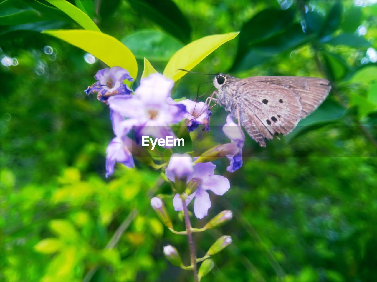 BUTTERFLY POLLINATING FLOWER