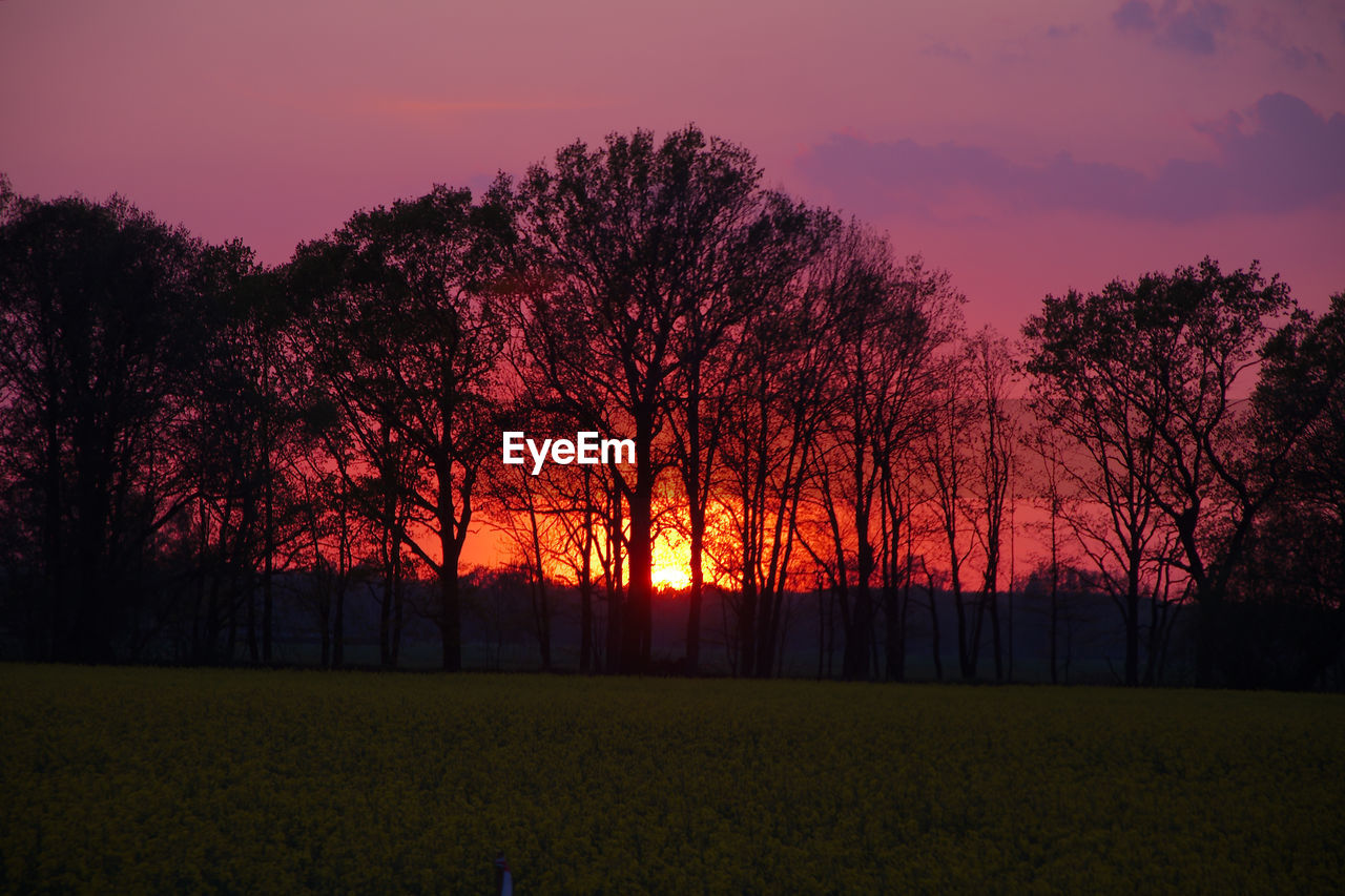 SILHOUETTE BARE TREES ON FIELD AGAINST SKY DURING SUNSET