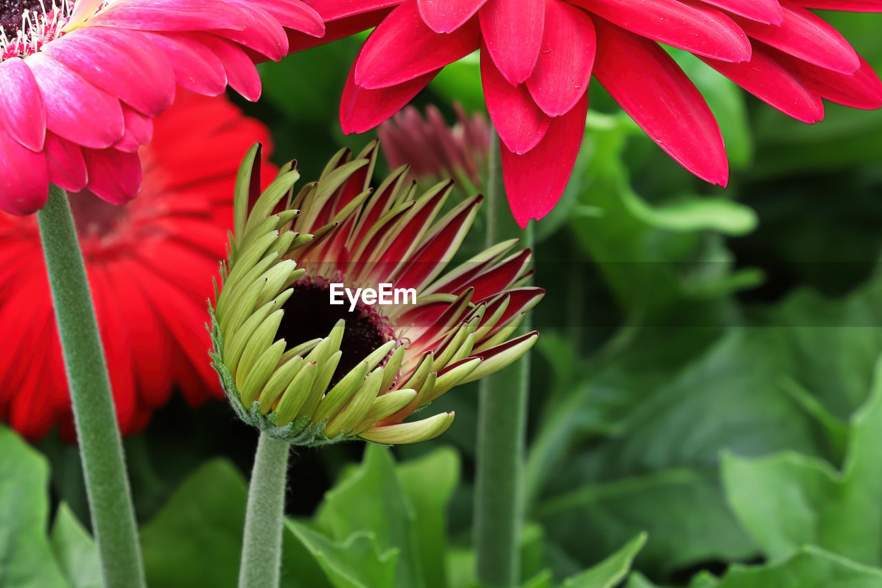 Closeup of a gerbera bud opening up.