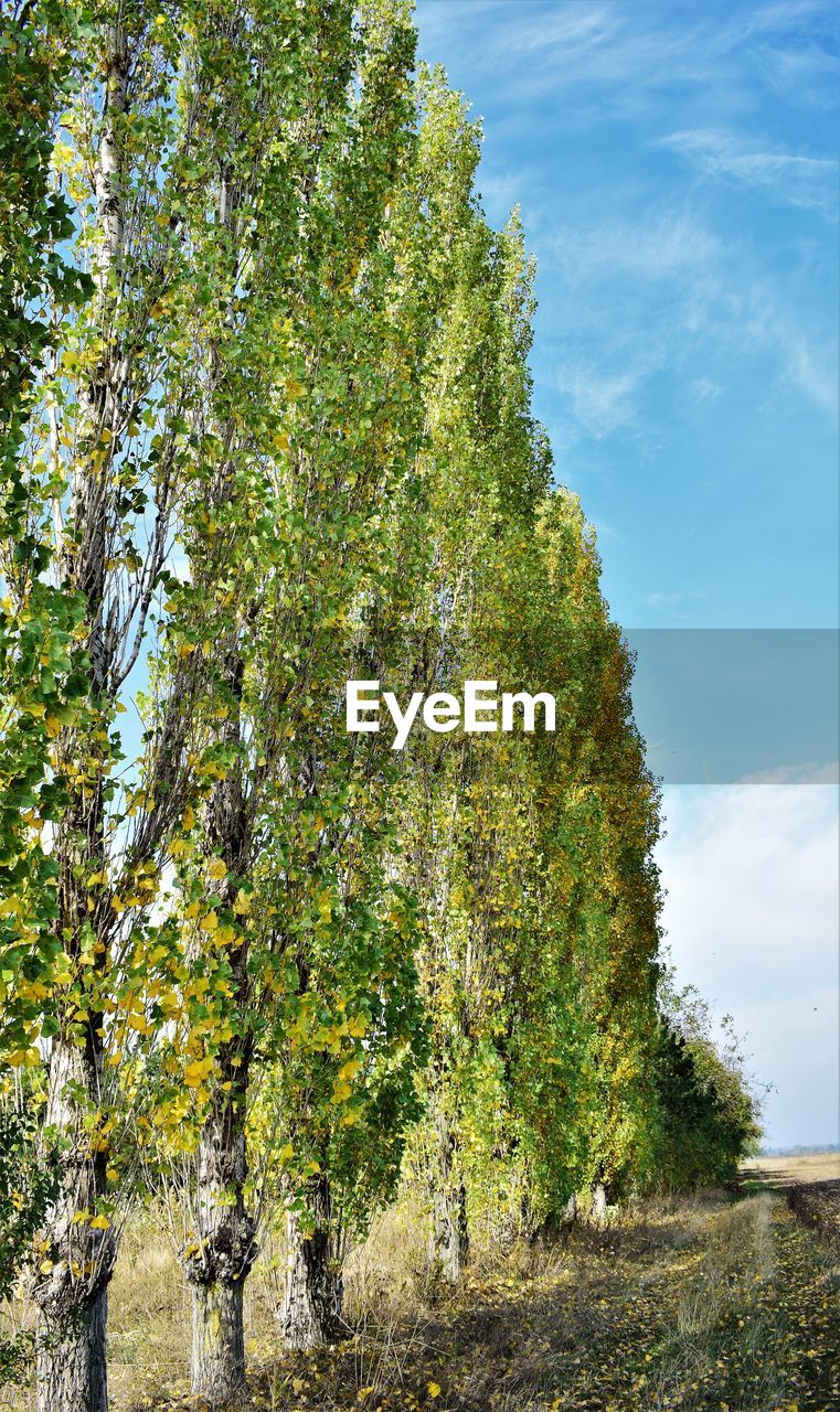 LOW ANGLE VIEW OF TREES ON LANDSCAPE AGAINST SKY