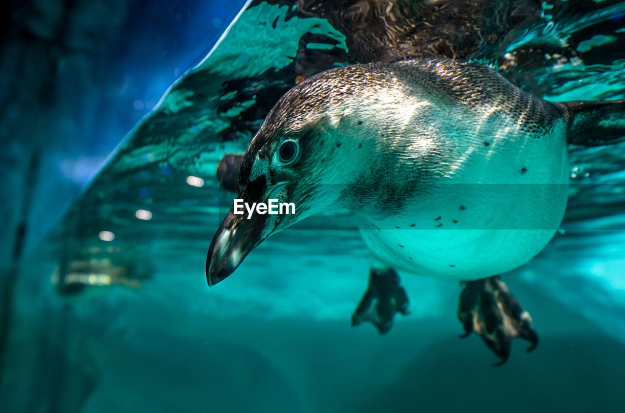 Close-up of penguin swimming in fish tank at aquarium