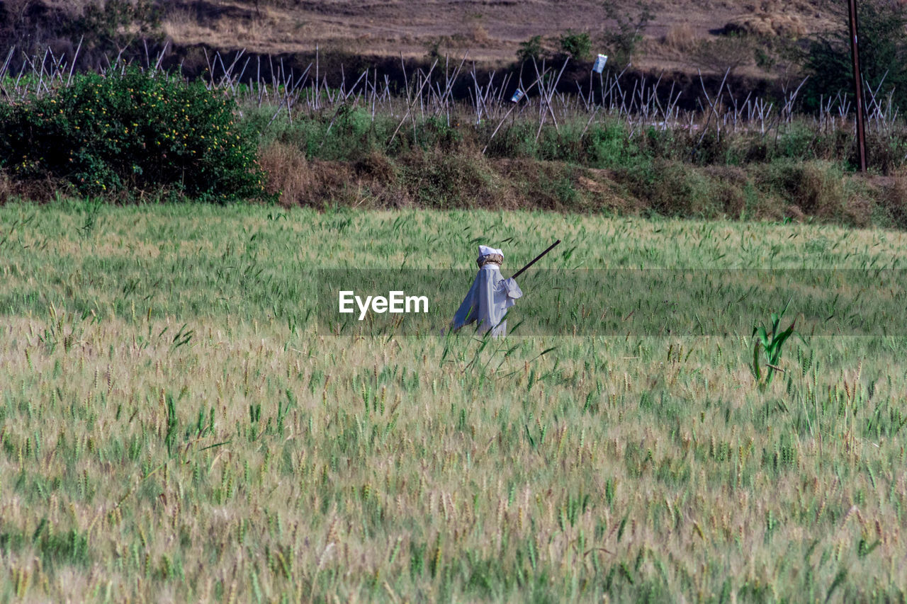 Scarecrow in a field. 