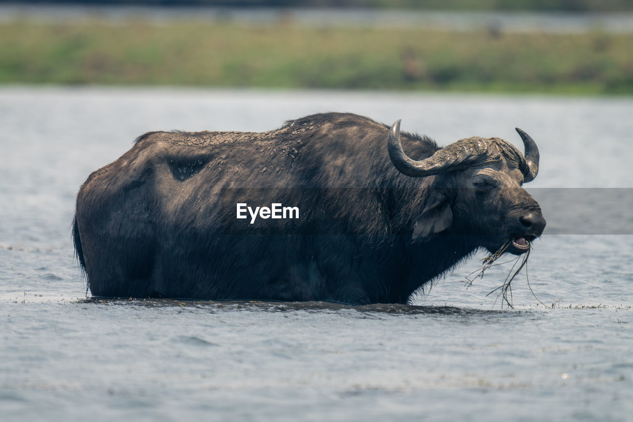 close-up portrait of buffalo standing on field