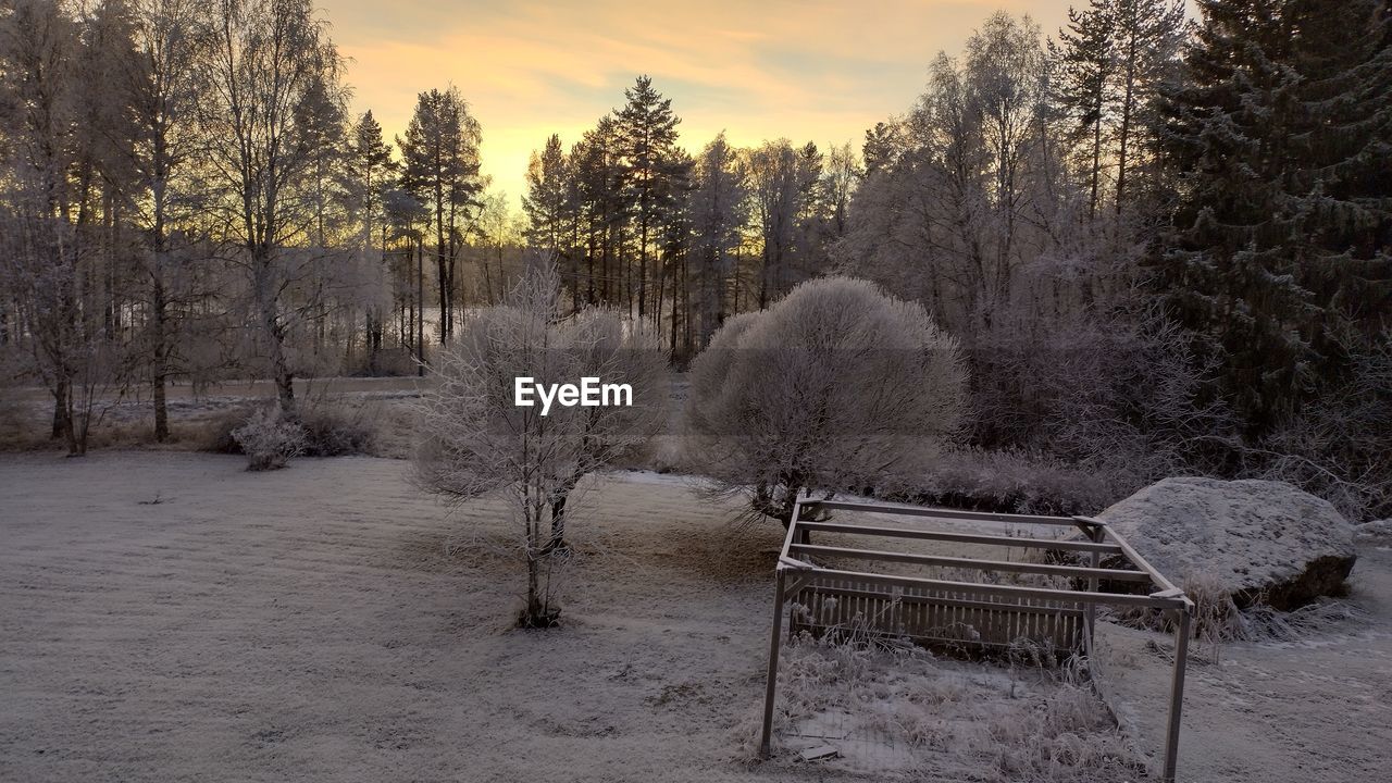 winter, tree, snow, plant, nature, morning, cold temperature, tranquility, beauty in nature, seat, bench, land, tranquil scene, scenics - nature, sky, landscape, no people, environment, wilderness, forest, frost, non-urban scene, pinaceae, freezing, coniferous tree, outdoors, frozen, pine tree, park bench, idyllic, woodland, furniture, field, wood, cloud, autumn, park, empty, absence, sunlight, pine woodland