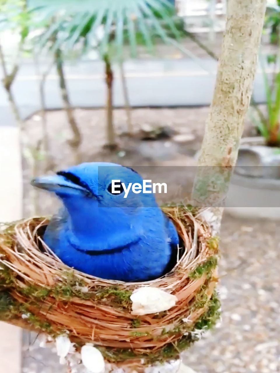HIGH ANGLE VIEW OF PARROT PERCHING ON PLANT