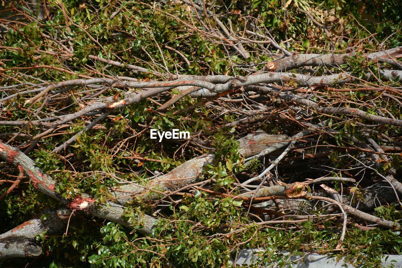 CLOSE-UP OF ROOTS ON BRANCH