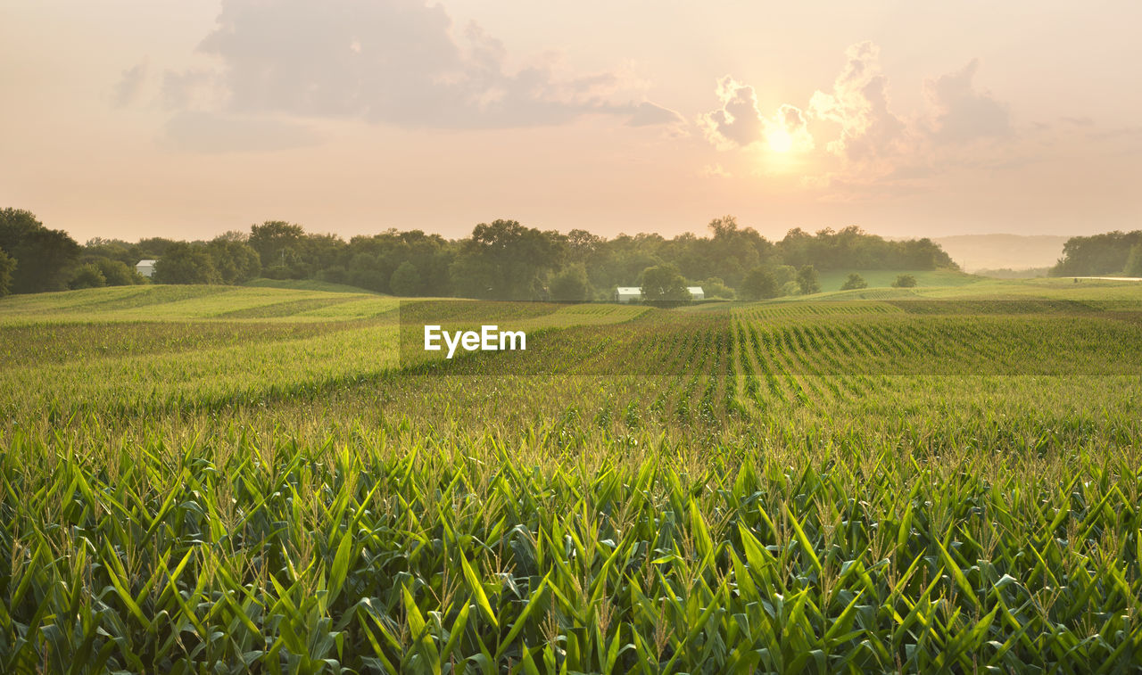 scenic view of grassy field against sky during sunset