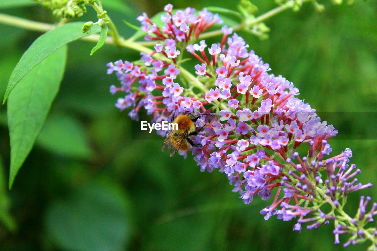 CLOSE-UP OF BEE POLLINATING ON FLOWER