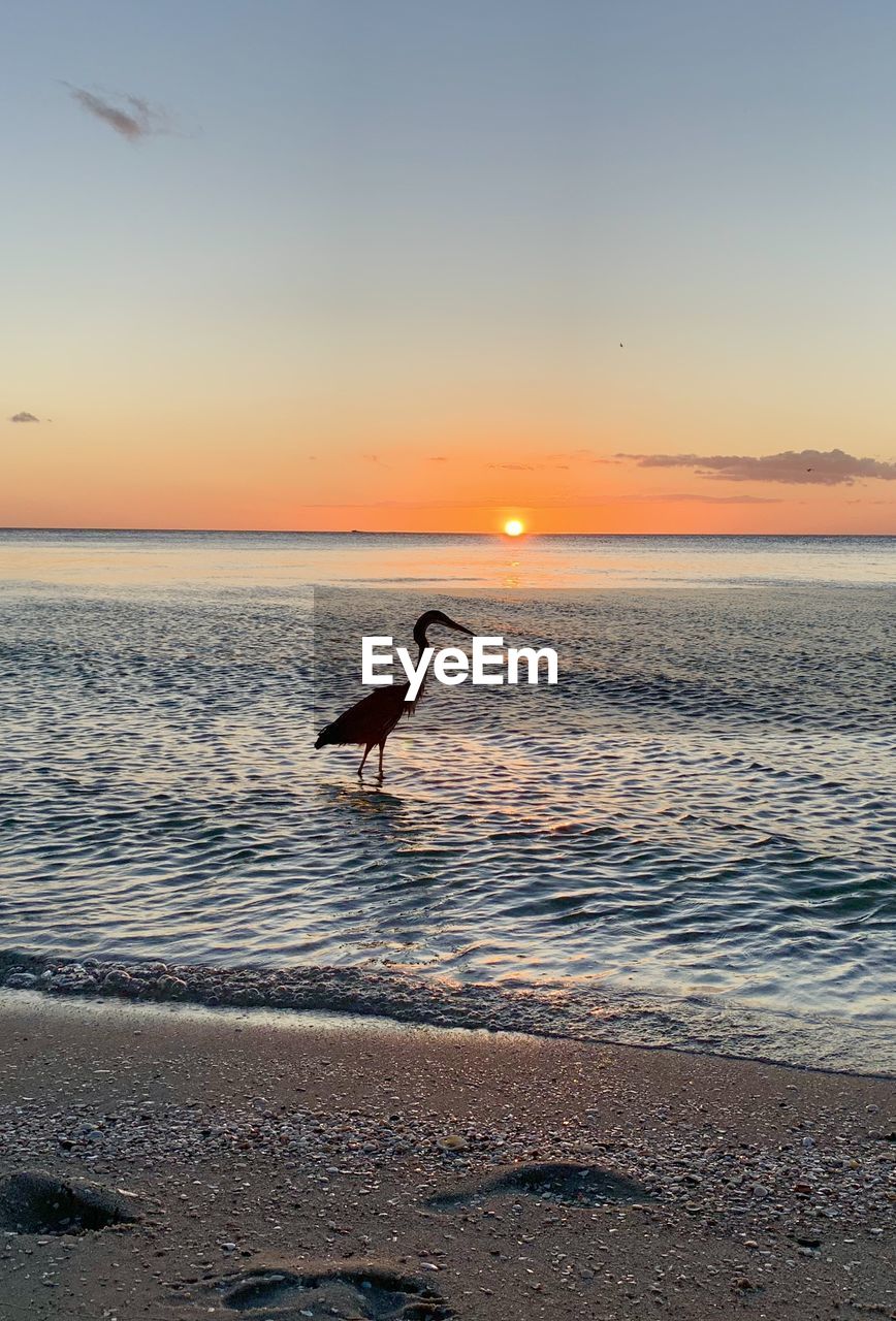 Sunset on seagate beach, naples, florida